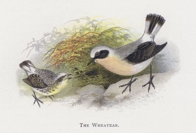 Wheatear 作： Alexander Francis Lydon